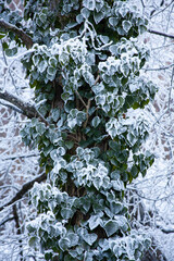 Hoarfrost in Lenna, Winter Landscape in Brembana Valley, Italy