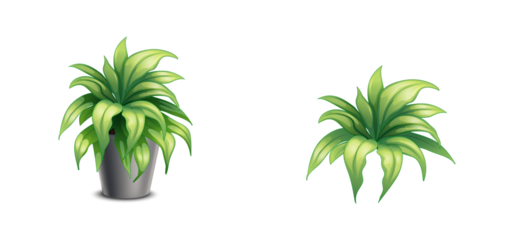 Green Dracaena Houseplant in Pot Isolated on Transparent Background