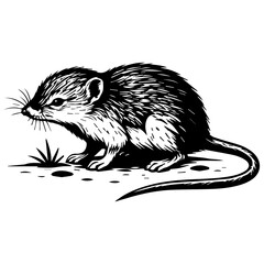 Black and white vintage-style vector illustration of a shrew in side view, with fine engraved fur texture, whiskers and a long tail, isolated on a white background.