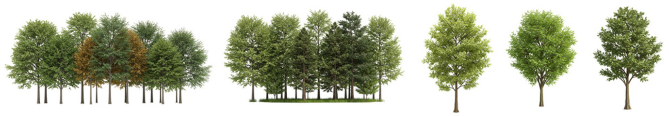 Various trees and forest group, transparent background  
