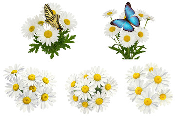 Daisies with butterflies on top, transparent background  
