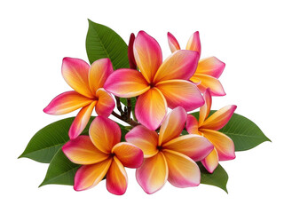 Fototapeta premium Vibrant tropical flowers isolated on transparent background