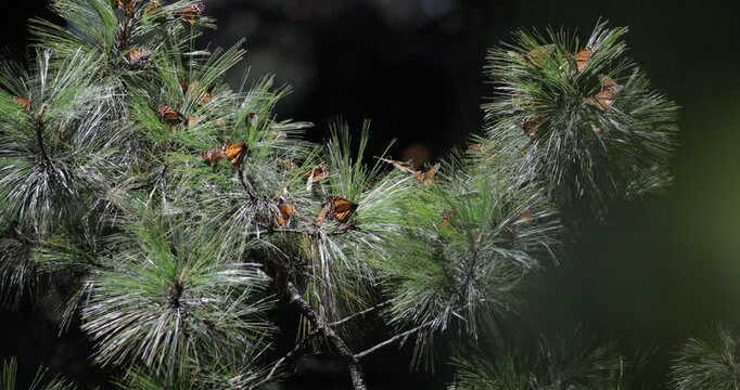 Monarch butterflies in Michoacan, Mexico 