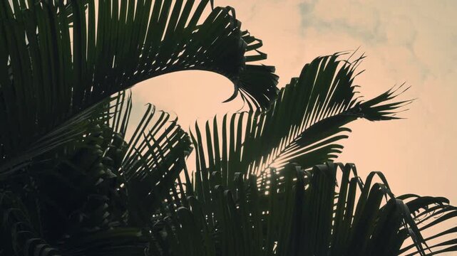 Chrysalidocarpus lutescens, also known as Dypsis lutescens and as golden cane palm, areca palm, yellow palm, butterfly palm or bamboo palm. Leaves moving in air. Slow motion stock footage of nature.