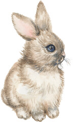 Hand Drawn Watercolor Cute Rabbit