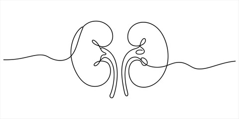 A single continuous line drawing illustrating a pair of human kidneys Vector, illustration © Pabon Art Gallery