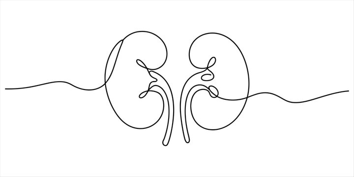 A single continuous line drawing illustrating a pair of human kidneys Vector, illustration