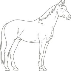 Obraz premium Adobe Illustrator Artwork