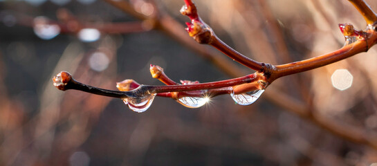 Bare red tree branches are dotted with clear raindrops. The sharp focus on the water droplets contrasts with the blurred, earthy-toned background, suggesting a recent rain.
