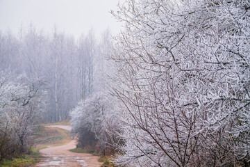 Frozen branches glisten softly while a winding path invites exploration through the fog