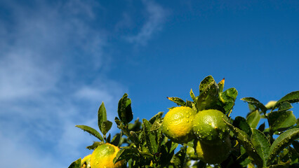 Sunlit green and yellow limes, covered in raindrops, hanging from a leafy tree branch against a blue sky.