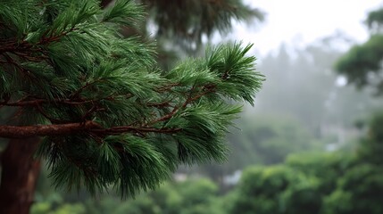 Naklejka premium Lush wet pine branches with green needles under a misty overcast sky