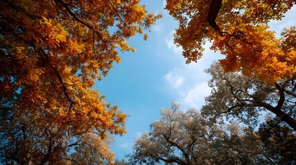 Looking up through colorful autumn trees towards the bright blue sky with scattered clouds