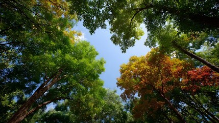 Looking up through a canopy of colorful autumn trees towards the bright blue sky