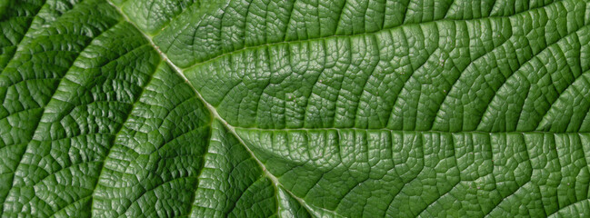 A detailed close-up of a vivid green leaf showing pronounced veins and a rich textured surface. Perfect for nature, plant, and eco-themed designs, backgrounds, or botanical catalog listings.