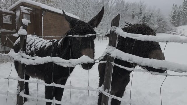 A winter scene featuring two donkeys standing beside a wooden fence in the mountains. Snow covers the landscape and the animals