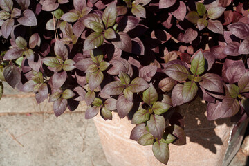 Alternanthera purple leaves close up