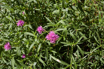 Gomphrena globosa plant in bloom