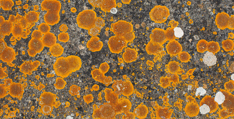 Orange and white lichen growing on weathered stone texture