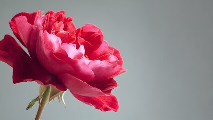 Red flowers on a gray background, red floral background for a card, card