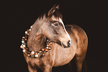 Pferdeportrait / Weihnachtszeit