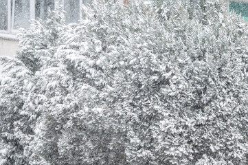 Snow-covered pine tree in low visibility