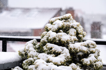 Snow-covered pine tree in low visibility