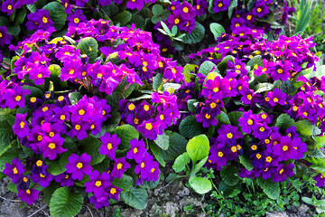 Perennial primrose or primula in the spring garden..