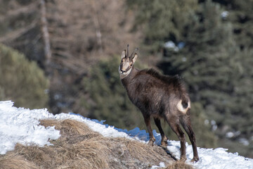 Alpine chamois (Rupicapra rupicapra) standing in a snowy grassland against winter forest background. Italian Alps.