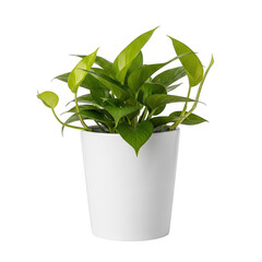 Green potted plant isolated on white background