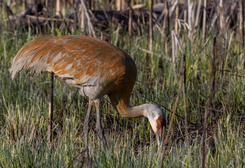 Sandhill crane on the ground