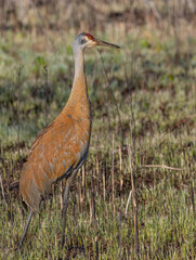 Sandhill crane on the ground