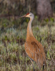 Sandhill crane on the ground