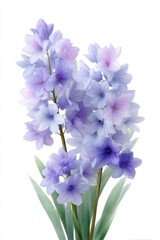 watercolor, purple hyacinth clipart on a white background with margins