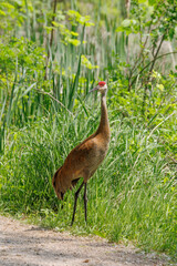 Sandhill crane on the ground