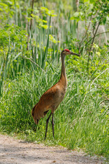Sandhill crane on the ground