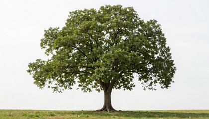 Digital tree growth nature field photography open space perspective eco-friendly concept