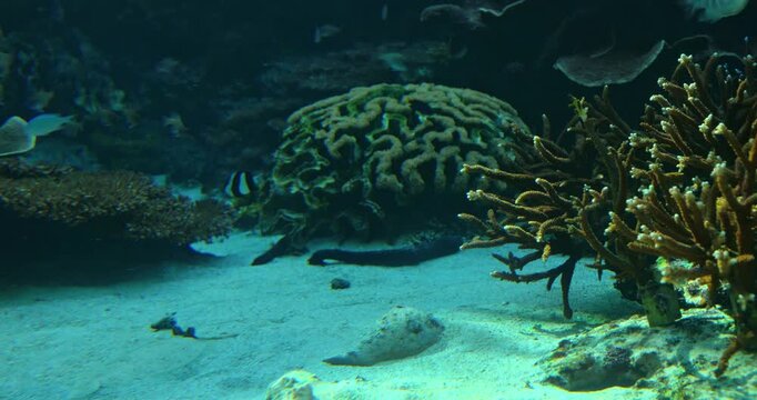 A vibrant cluster of yellow coral reefs, teeming with fish.