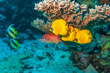 Colorful tropical reef fish swimming near branching coral in clear blue water. Vibrant underwater scene with marine life, coral reef ecosystem, biodiversity, ocean nature, travel and snorkeling concep