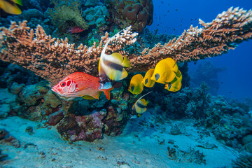 Colorful tropical reef fish swimming near branching coral in clear blue water. Vibrant underwater scene with marine life, coral reef ecosystem, biodiversity, ocean nature, travel and snorkeling concep