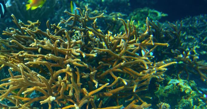 A vibrant cluster of yellow coral reefs, teeming with fish.