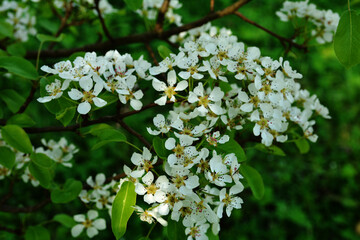 white flowers of pear tree in orchard at spring
