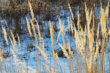 Soft focus dry grass glowing in winter sunlight, delicate golden reeds with dreamy bokeh and cold...