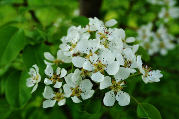 white flowers of pear tree in orchard at spring
