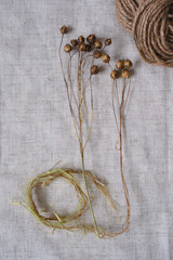 Structure of fibrous flax stalk, together with the flax plant. Canvas fabric background. Natural cord ball. Growing demand for natural materials.