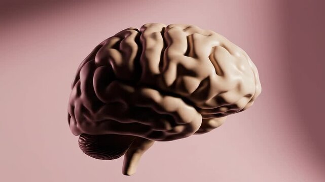 Three dimensional model of human brain on solid pink background