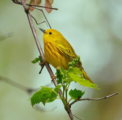 Yellow warbler perched on a tree limb