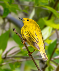 Yellow warbler perched on a tree limb