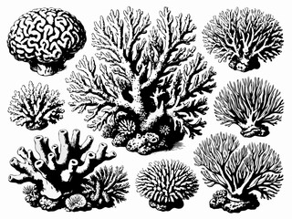 Detailed hand-drawn black ink illustrations of various coral reef shapes and textures on clean white background, concept of ocean biodiversity