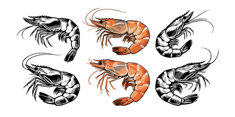 Set of six shrimp illustrations in both realistic and stylized ink styles shown on a white background, concept of seafood and marine design